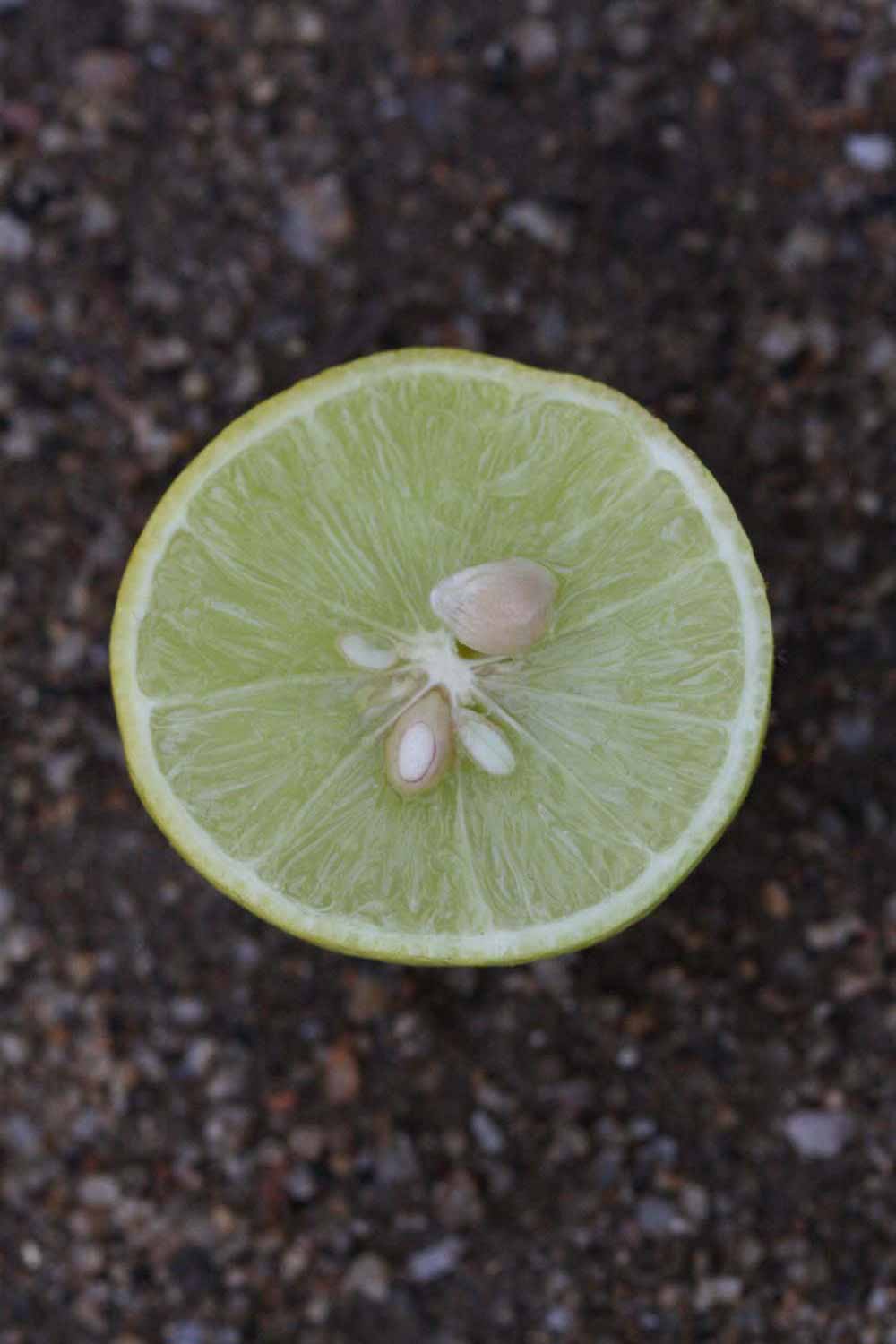            Fruit cross-section (Stow #7, Riverside, CA)   